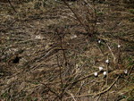 img_9096.jpg