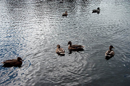 100_1308.jpg