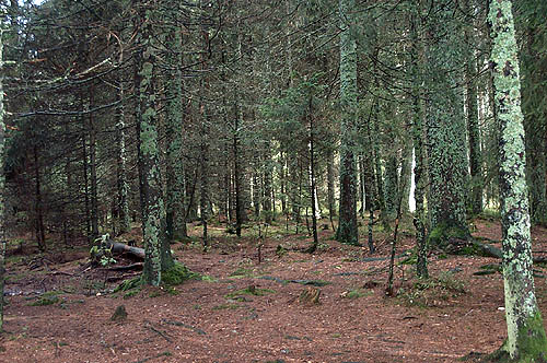 100_1309.jpg