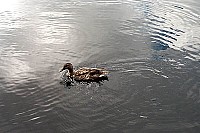 100_1306.jpg