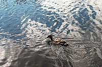 100_1312.jpg