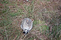 100_1333.jpg